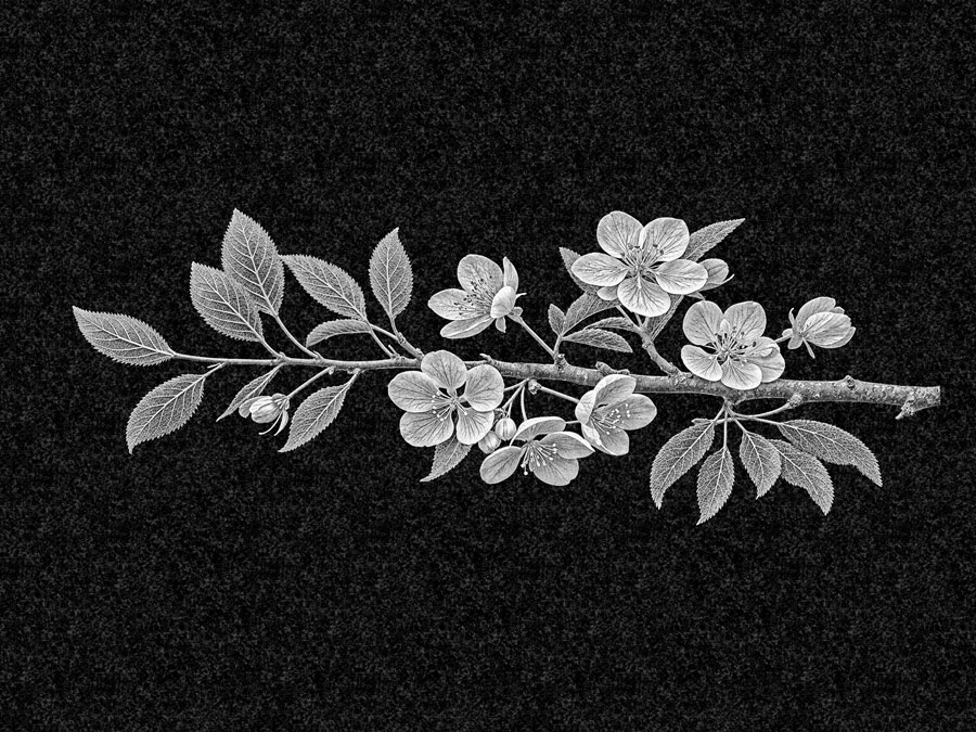 Цветы | Рисунок ветвь, ЦВ-030